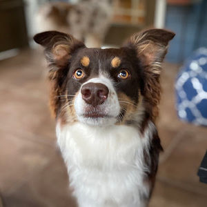 Meet your Posher, Sydney